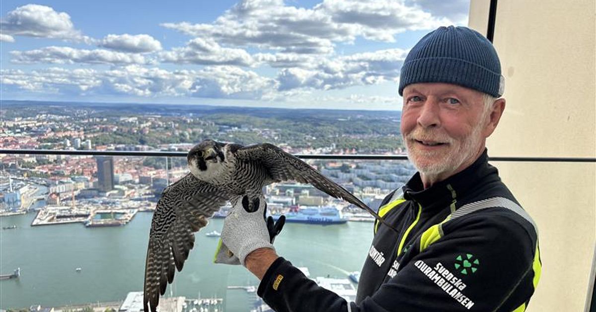 Pilgrimsfalk kraschade på Karlatornets tak i Göteborg