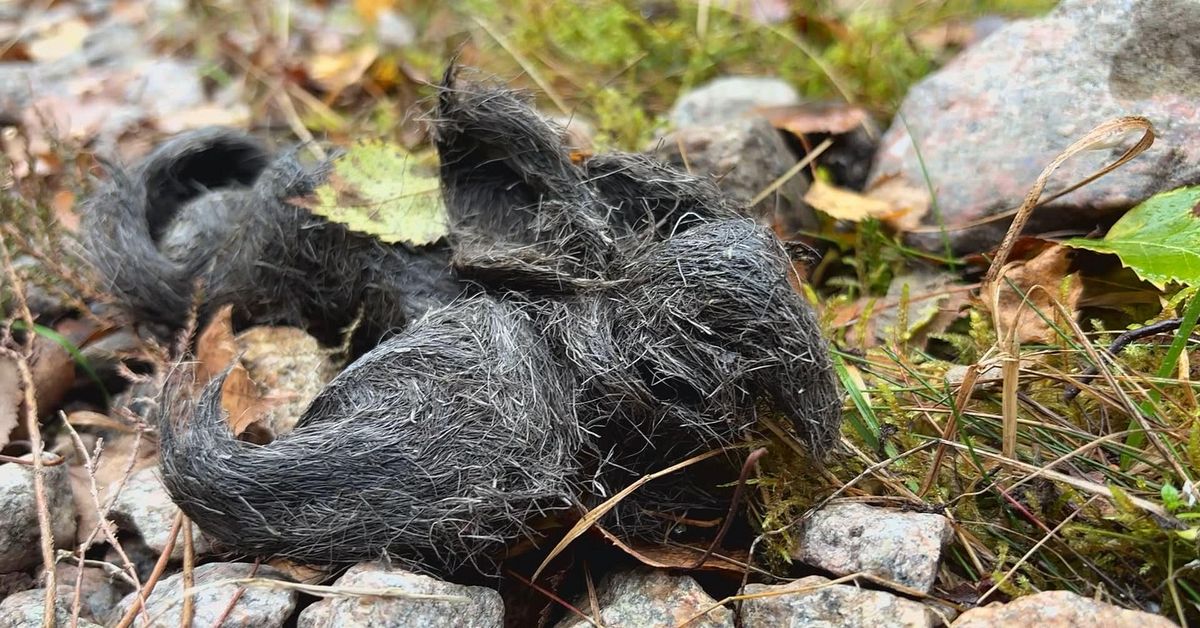 H&aring;riga korvar som luktar krut &ndash; s&aring; vet du om det &auml;r vargskit