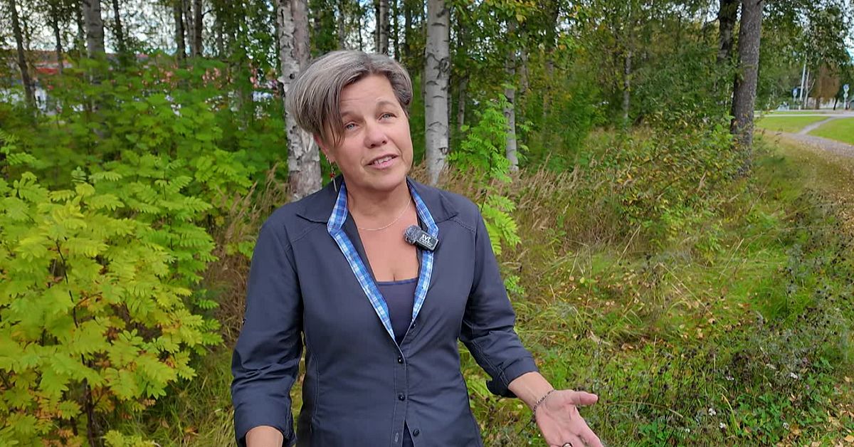 Harpest rusar i V&auml;sterbotten &ndash; 115 fall hittills