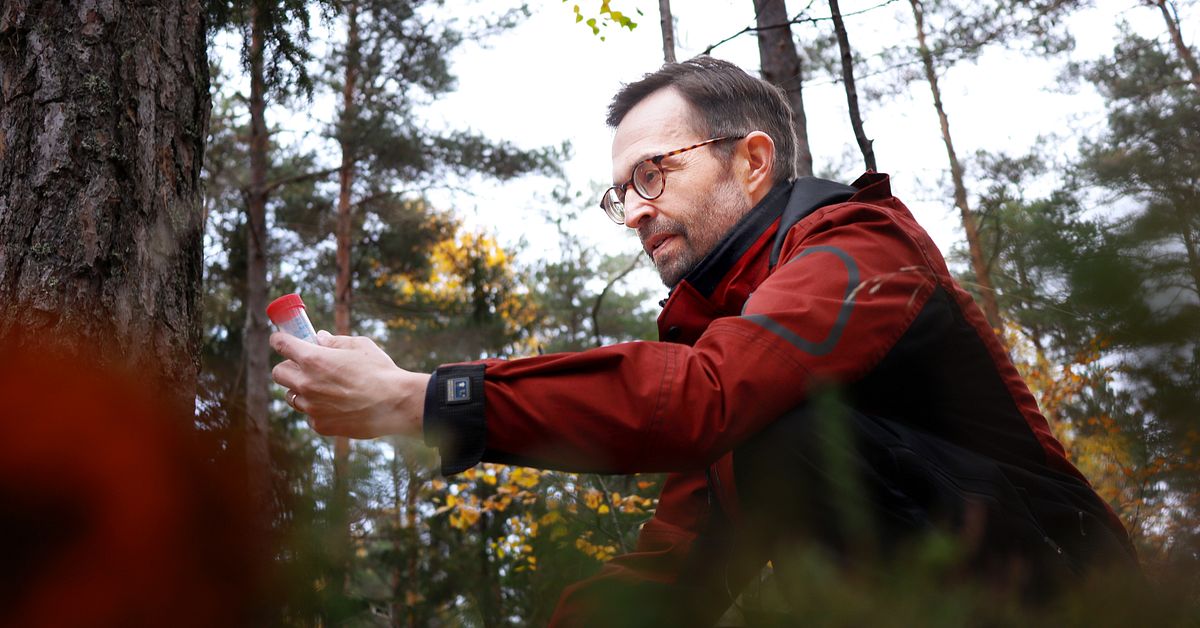 Bekräftat: Nytt vargrevir i Uppland – har fått flera valpar