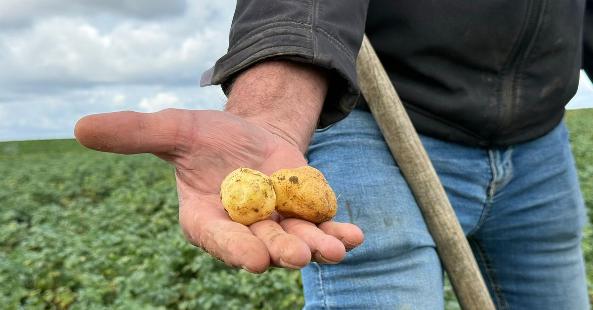 Potatissk&ouml;rden hotas i Belgien