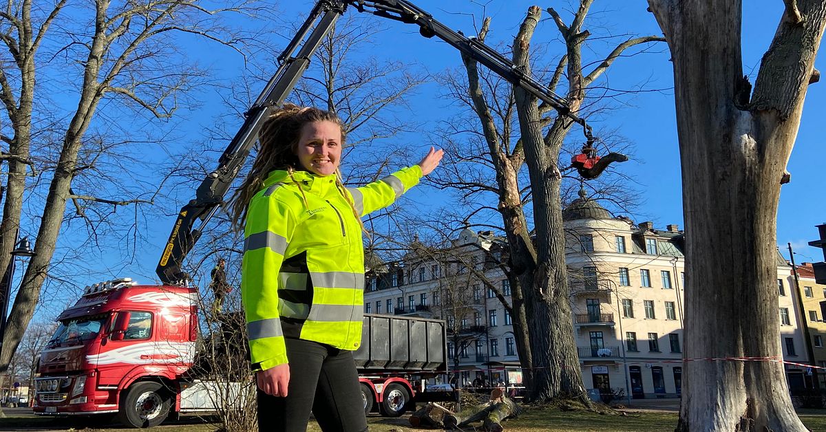 Så vårdas almarna i Hoglands park – ska skydda rödlistad skalbagge ...