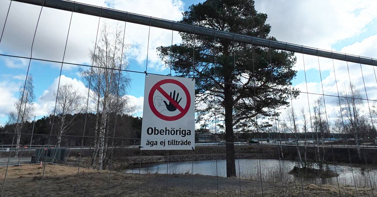 Sabotaget mot tallen i Lycksele splittrar: &rdquo;Lagen ska best&auml;mma&rdquo;