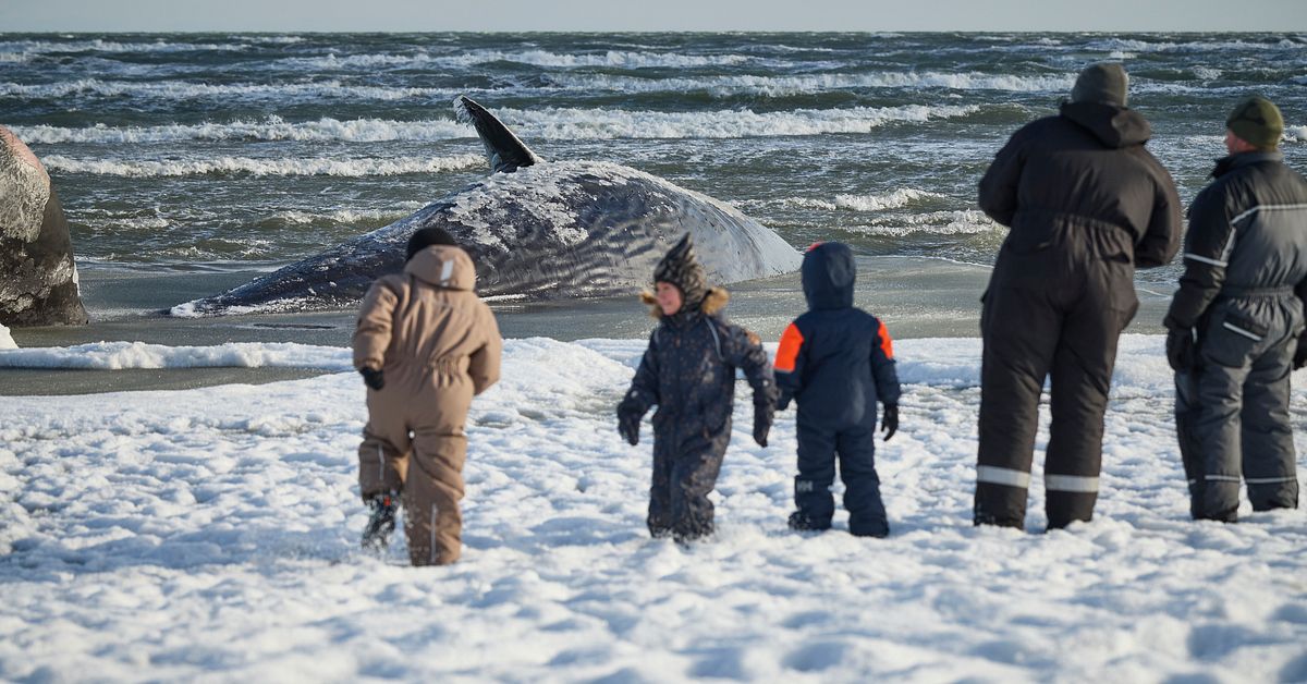 D&ouml;d val strandad vid dansk kust