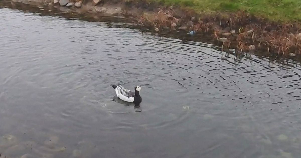 F&aring;gelinfluensan s&auml;tter sig p&aring; hj&auml;rnan &ndash; se sjuka g&aring;sen snurra runt