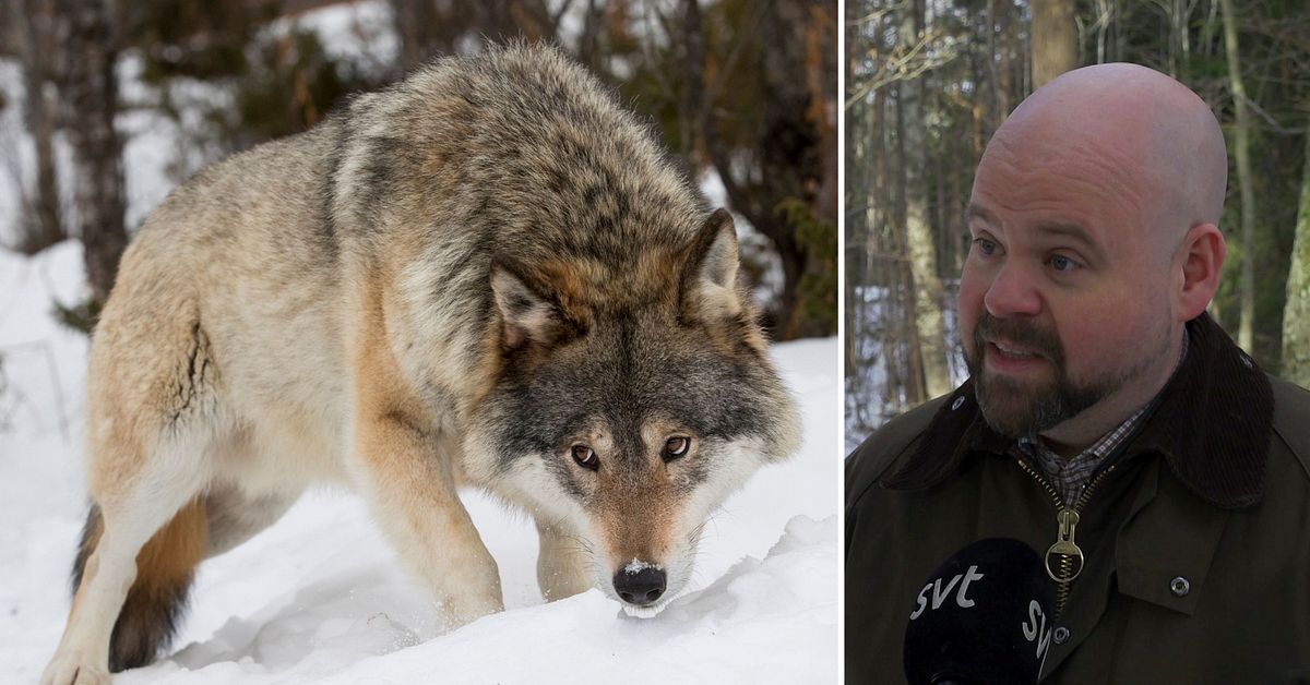 Bakslag f&ouml;r regeringens vargpolitik &ndash; vargstammen kan v&auml;xa
