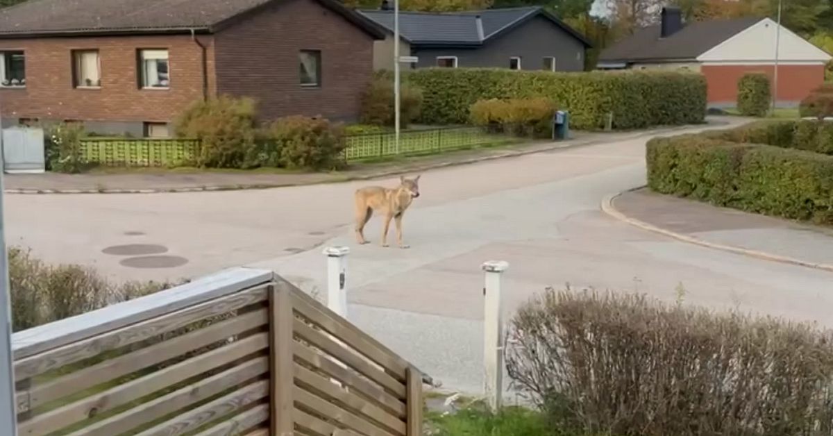 Varg som r&ouml;r sig centralt oroar i Karlskoga