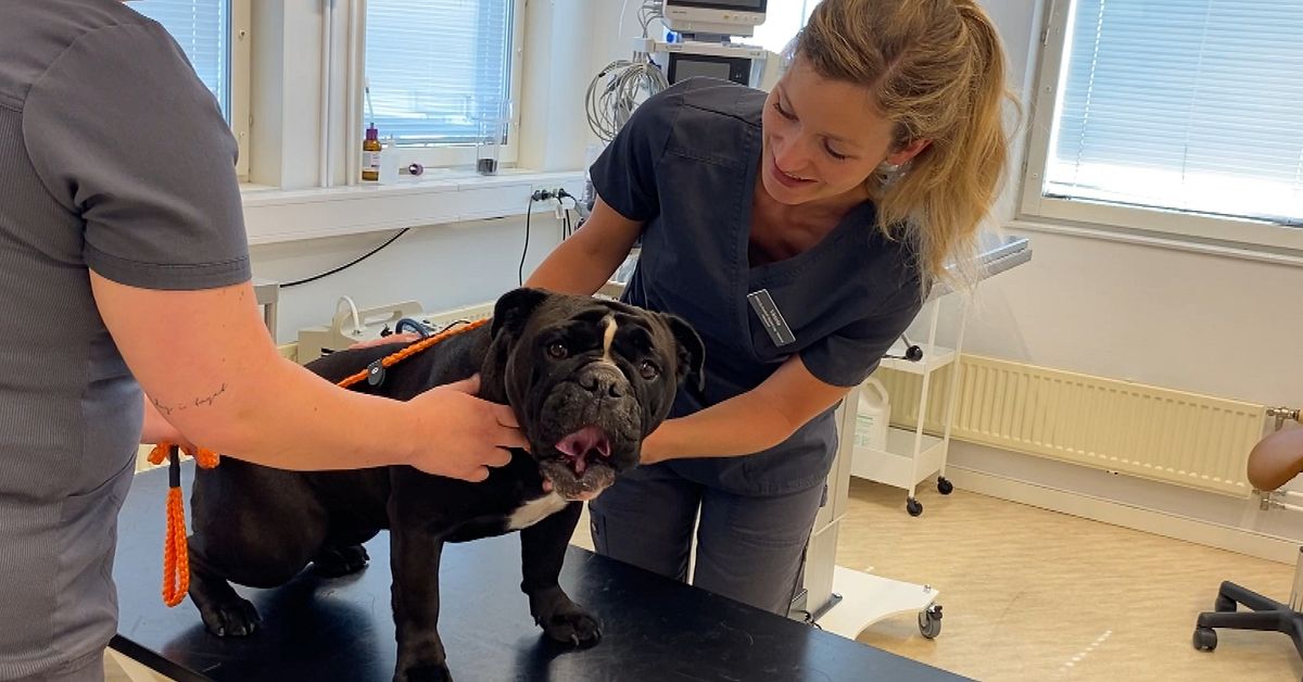 Fästingar är ett växande problem – så skyddar du din hund