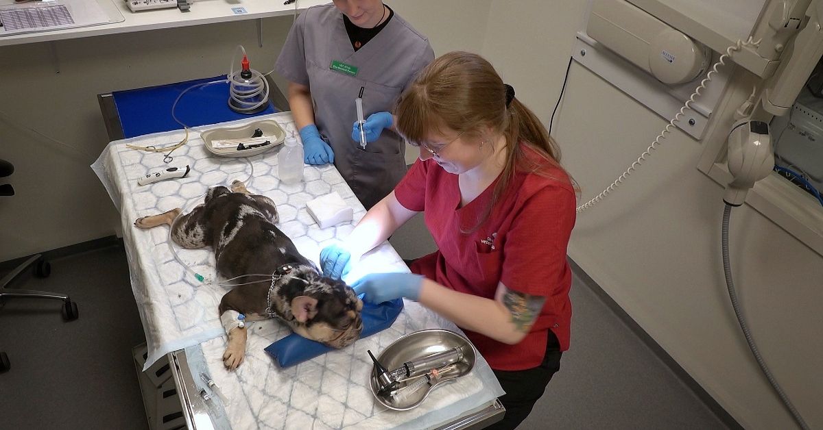 S och SD vill stoppa h&ouml;ga veterin&auml;rpriser i Sverige