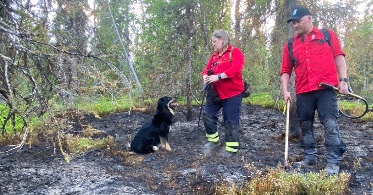 Se när hunden Stella hittar dolda bränder i Norrbotten