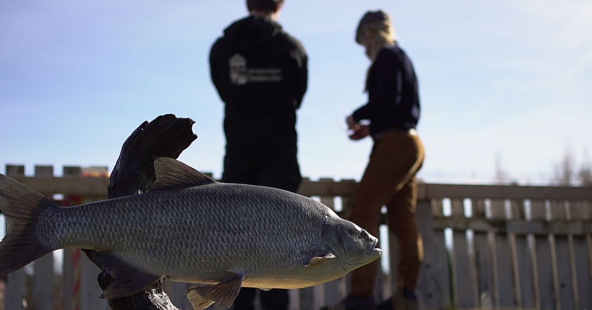 Här leker aspen i Svartån i Örebro: ”Är ett spektakel” | SVT Nyheter