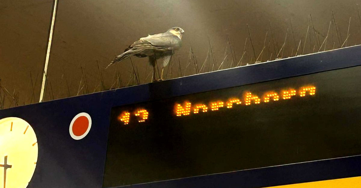 Sparvh&ouml;k inf&aring;ngad i Stockholms tunnelbana &ndash; jagade en duva