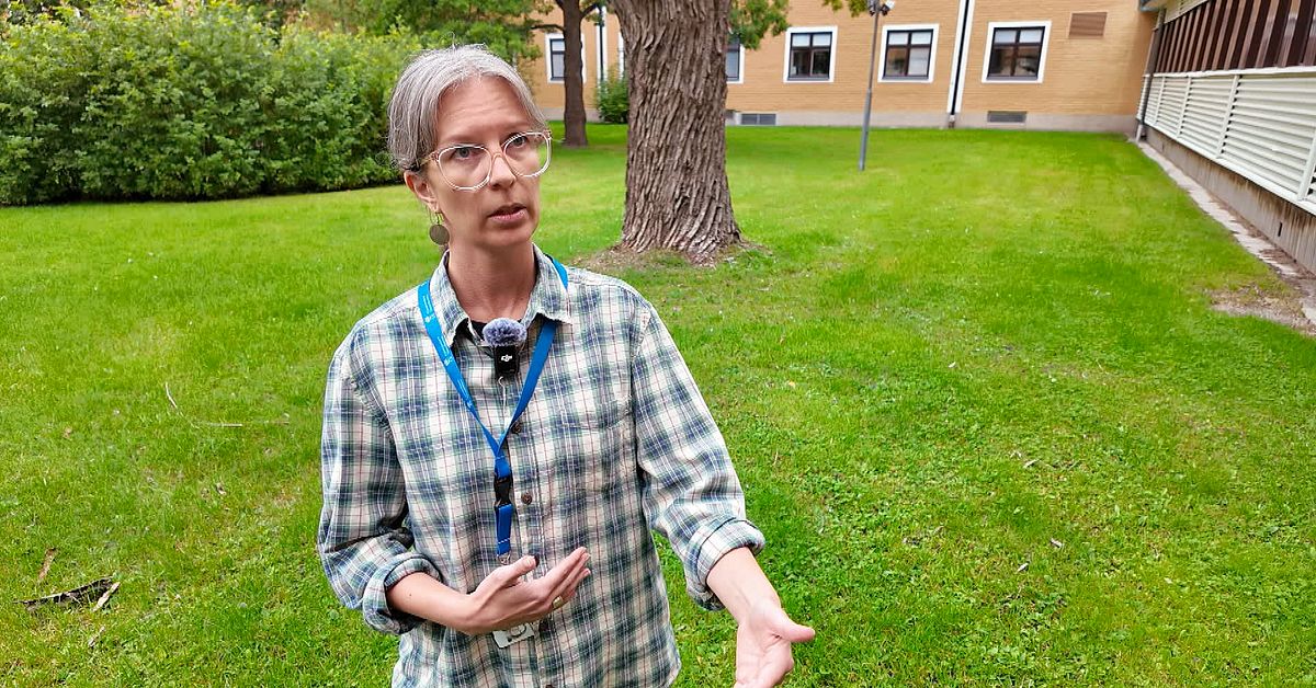 Två björnattacker på kort tid i Västerbotten – länsstyrelsen: ”Extrema situationer”