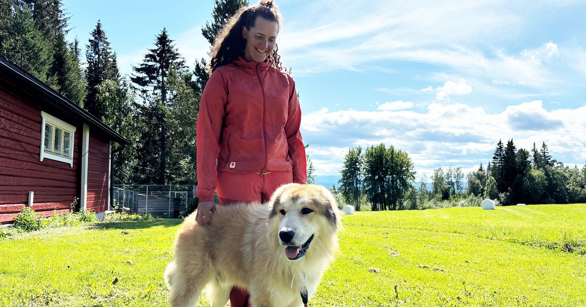 &Auml;ventyraren Lina gick sorgevandring &ndash; d&aring; klev gatuhunden Sam in i hennes liv