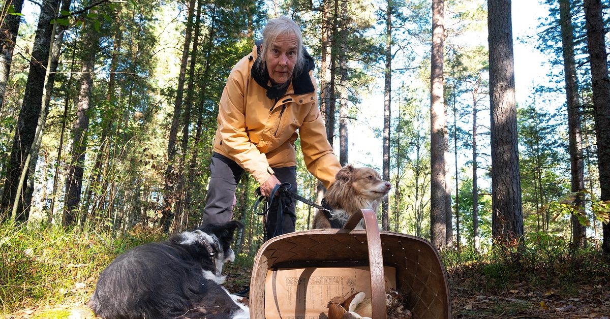 S&aring; l&auml;r du din hund att hitta svamp i skogen: &rdquo;Alla hundar kan&rdquo;