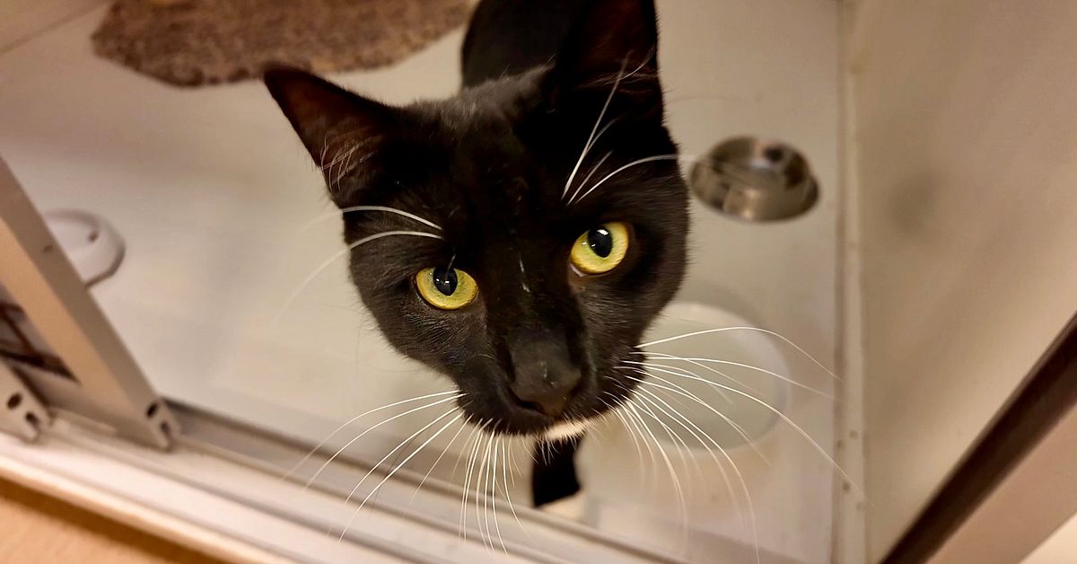 S&aring; skyddar du katten i hettan: Kylmattor och vatten