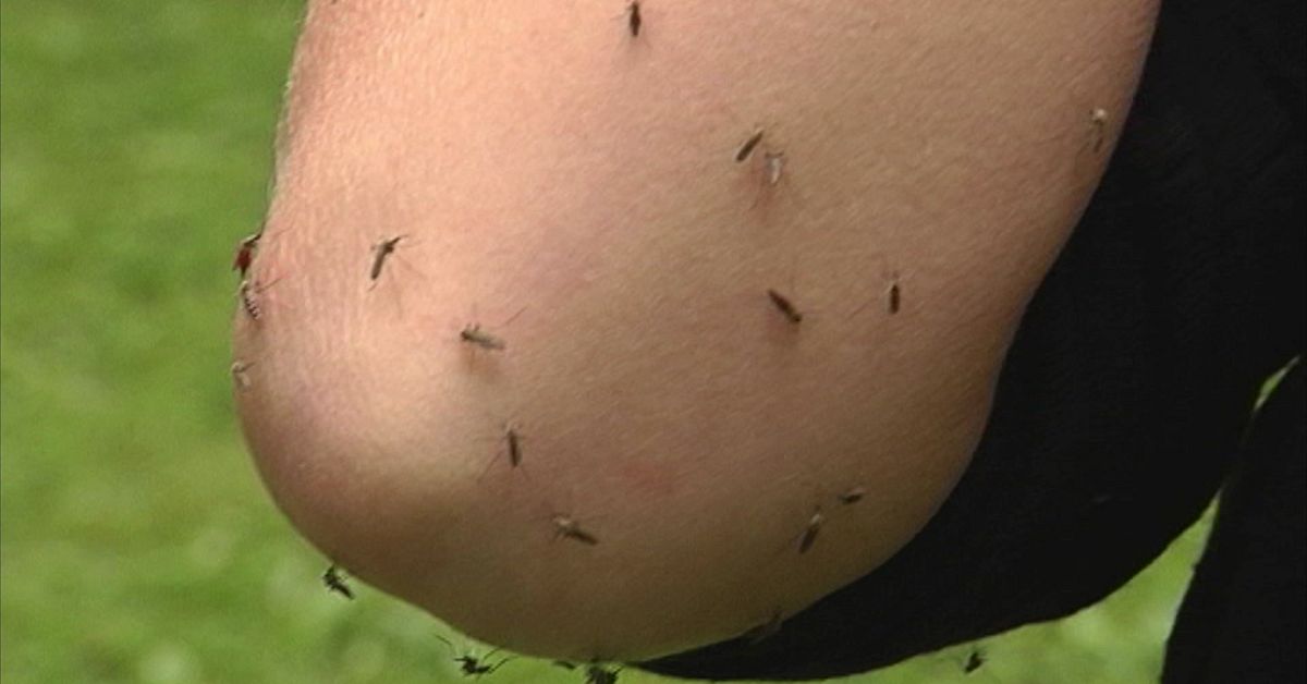 Årets snöbrist lindrar sommarens myggplåga i Norrbotten