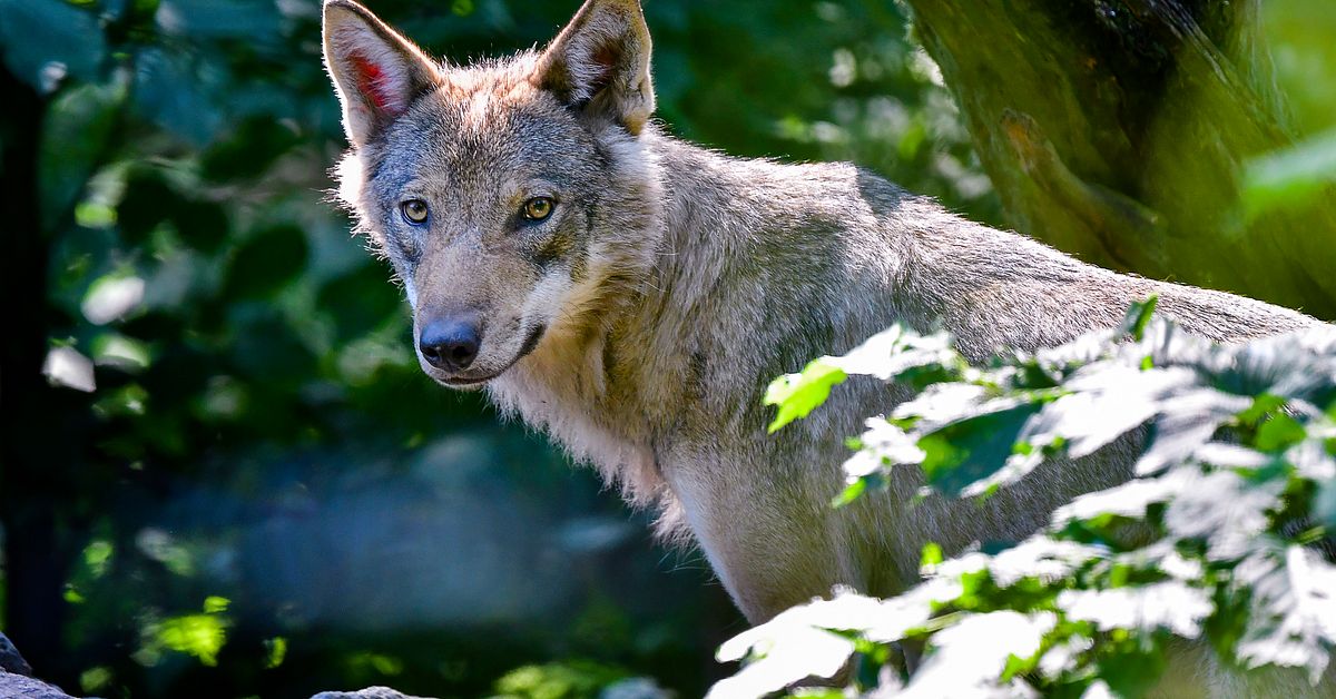 Nej till vargjakt i flera l&auml;n &ndash; stoppas av Kammarr&auml;tten