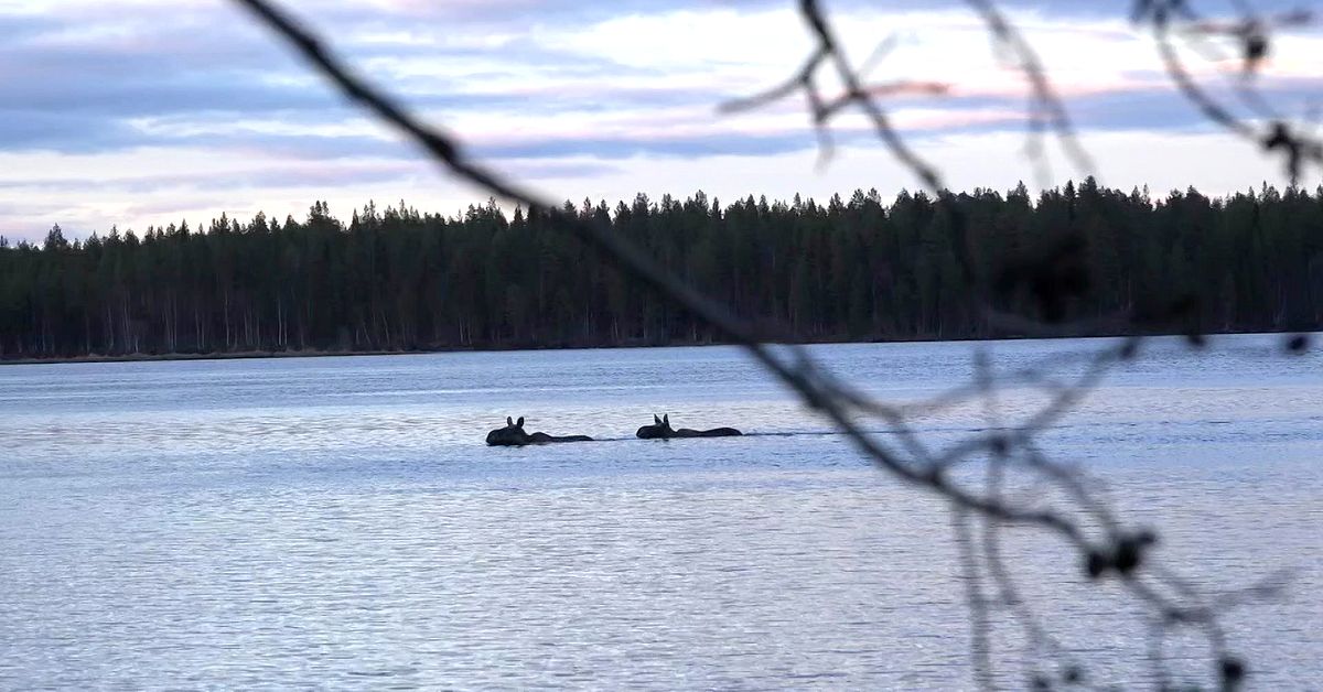 Se &auml;lgarna simma &ouml;ver &auml;lven &ndash; p&aring; en minut