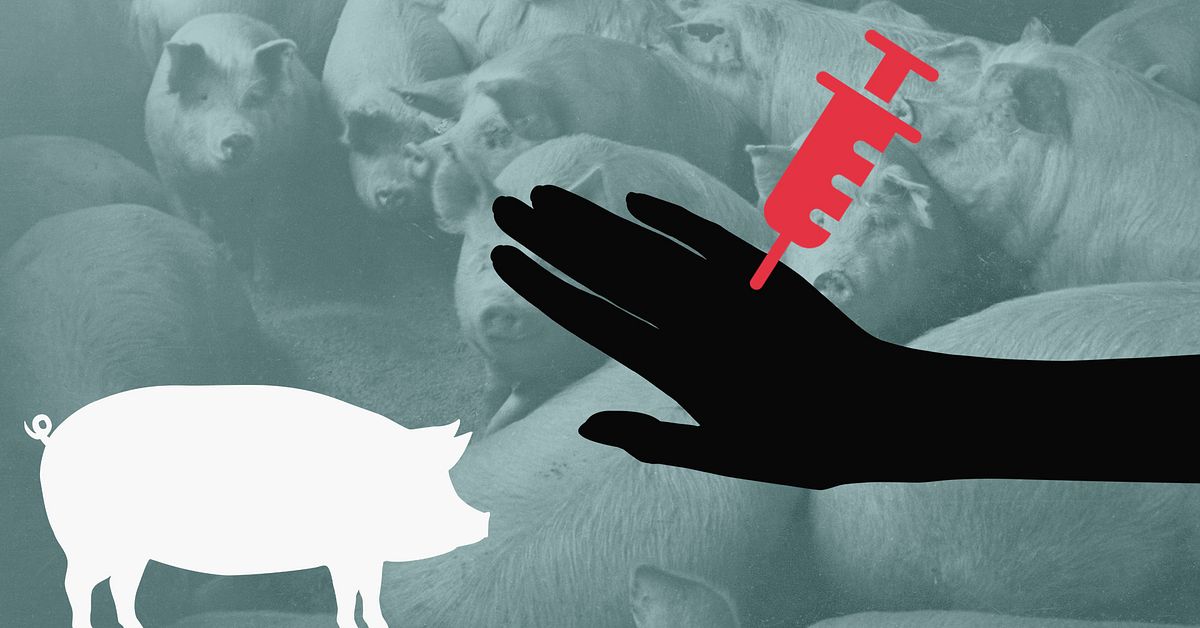 Anfölls av aggressiv gris på lantbruk i Luleå – fick sepsis
