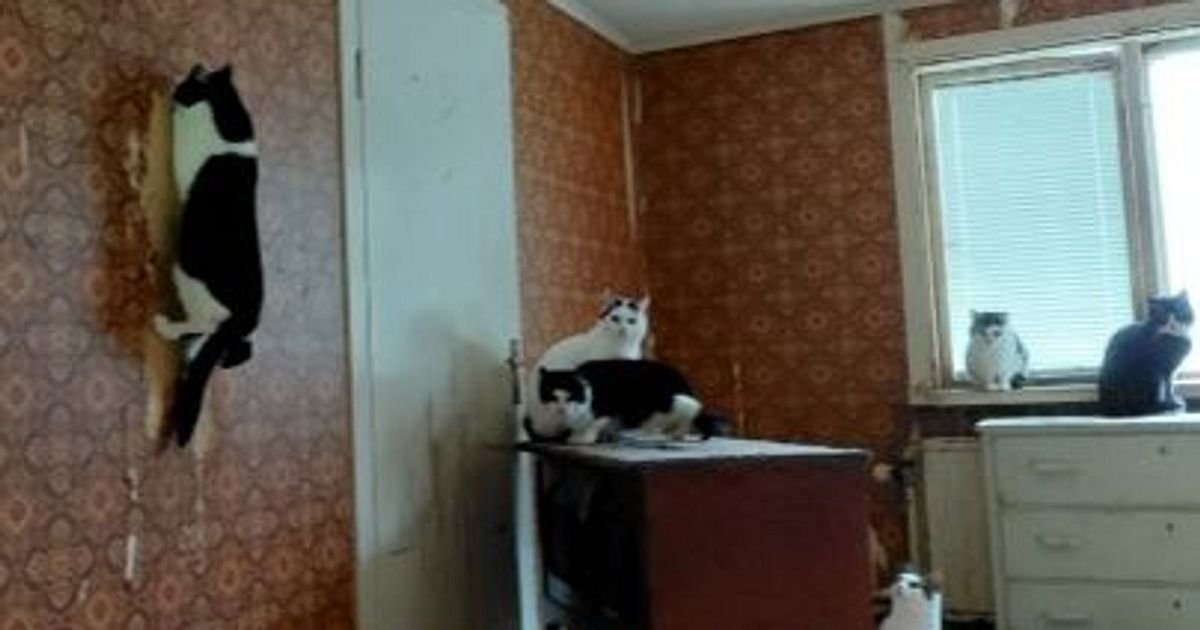 Inspektion avsl&ouml;jar brister hos Tran&aring;spar med 53 katter &ndash; f&aring;r en m&aring;nad att minska antalet