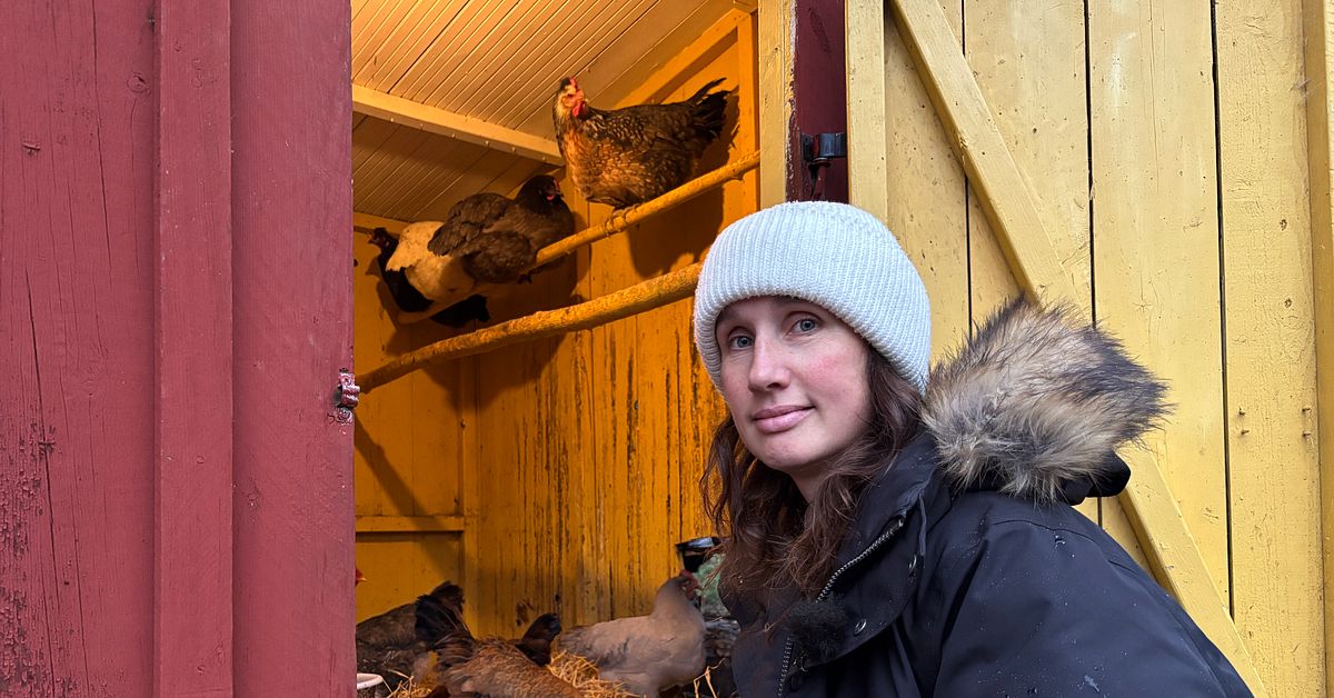 Så håller Jennie fågelinfluensan borta från sina höns: ”Har satt upp nät”