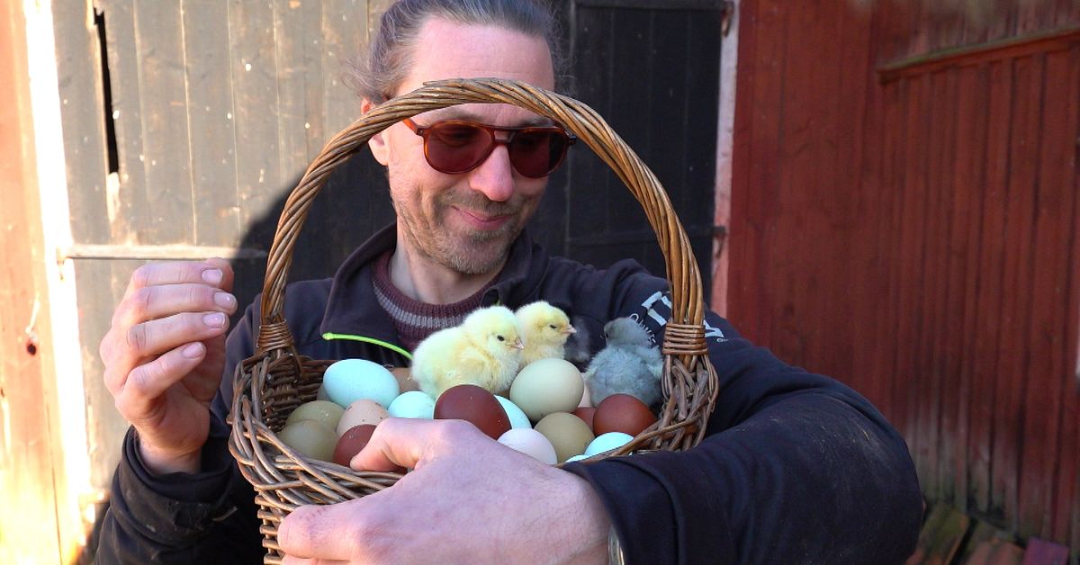 Martin Str&ouml;m bygger h&ouml;nsfarm i Karlstad &ndash; blandar fram &auml;gg i nya f&auml;rger