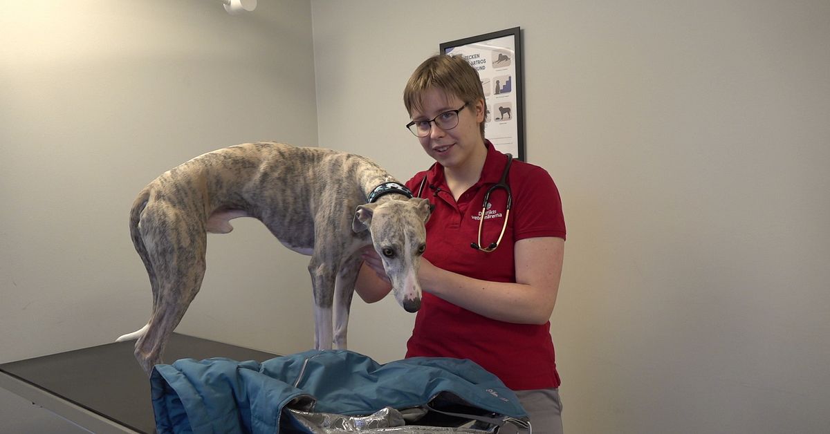 Beh&ouml;ver hundar och katter kl&auml;der i vinter? Veterin&auml;ren svarar om husdjur och kyla
