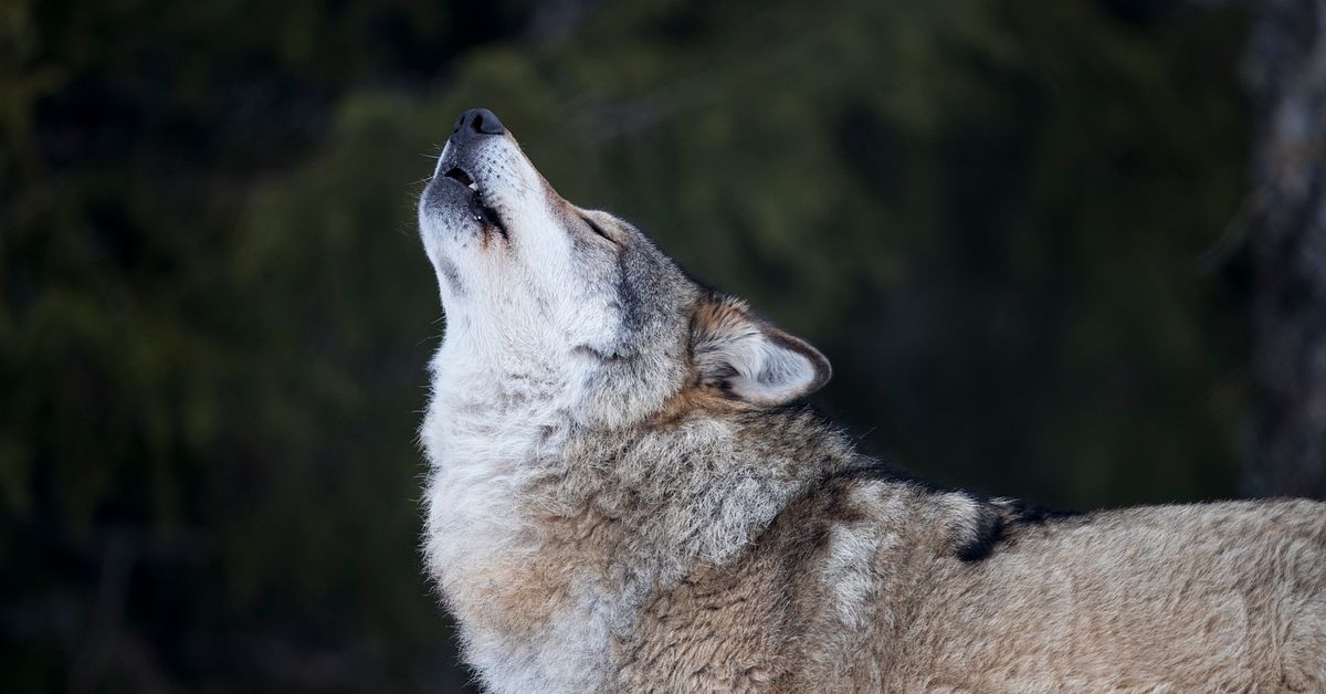 Skyddsjakt på varg efter angreppen i Sörmland