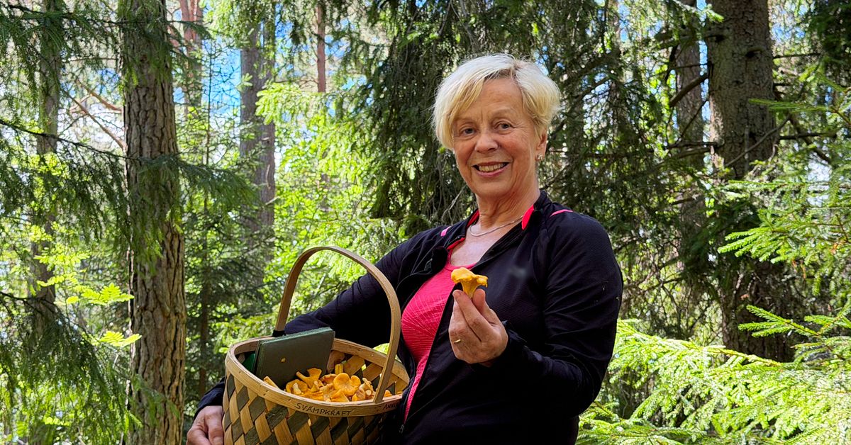 S&aring; undviker du att f&ouml;rv&auml;xla svampar i skogen: &rdquo;Lite lurigt&rdquo;
