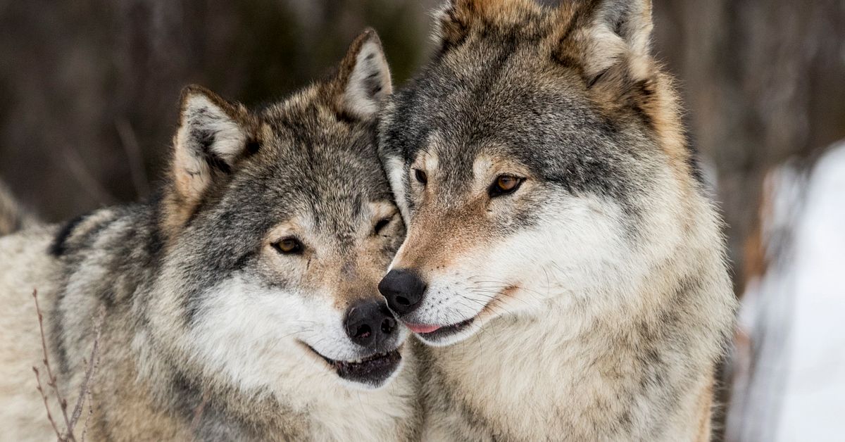 Licensjakten på varg överklagas – 48 får skjutas i landet