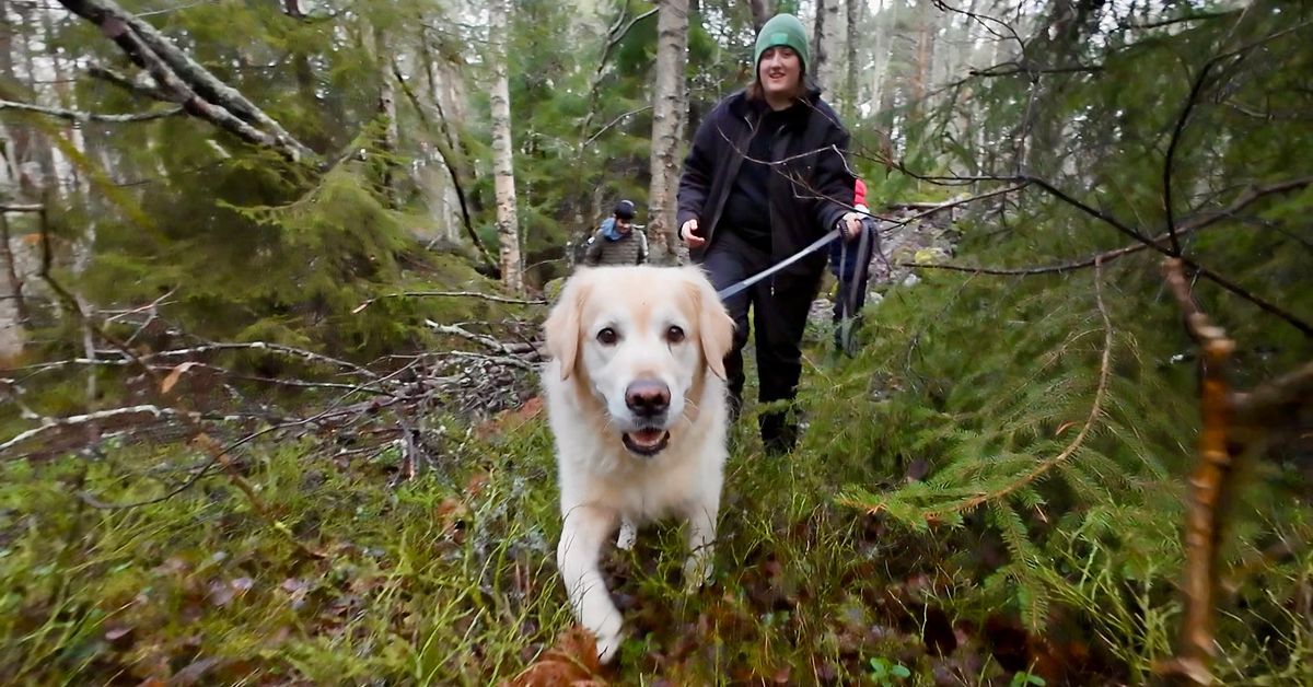 Louise fick hj&auml;lp av hunden Wiggo &ndash; klarade skolan och jobbet: &rdquo;Han har betytt allt&rdquo;