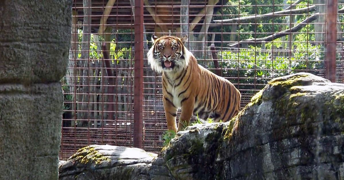 Danskt zoo efterlyser husdjur – ska bli mat