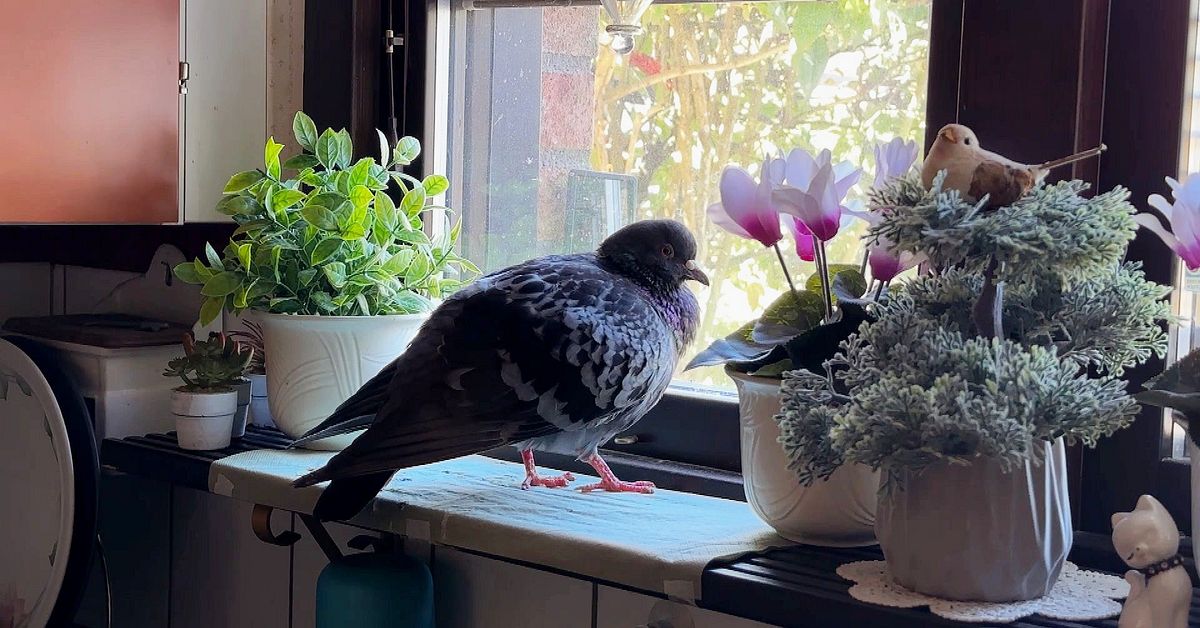 En vild duva har flyttat in hos Karin i Karlstad