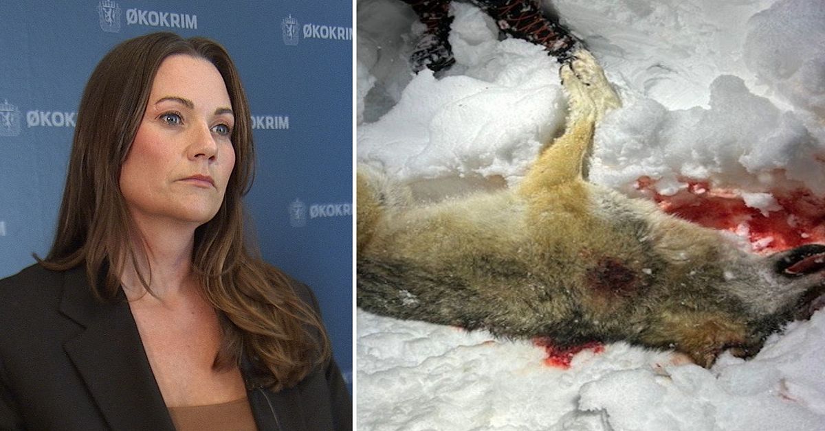 Norges st&ouml;rsta r&auml;tteg&aring;ng om tjuvjakt p&aring; varg inledd &ndash; ska ha skett vid gr&auml;nsen till V&auml;rmland