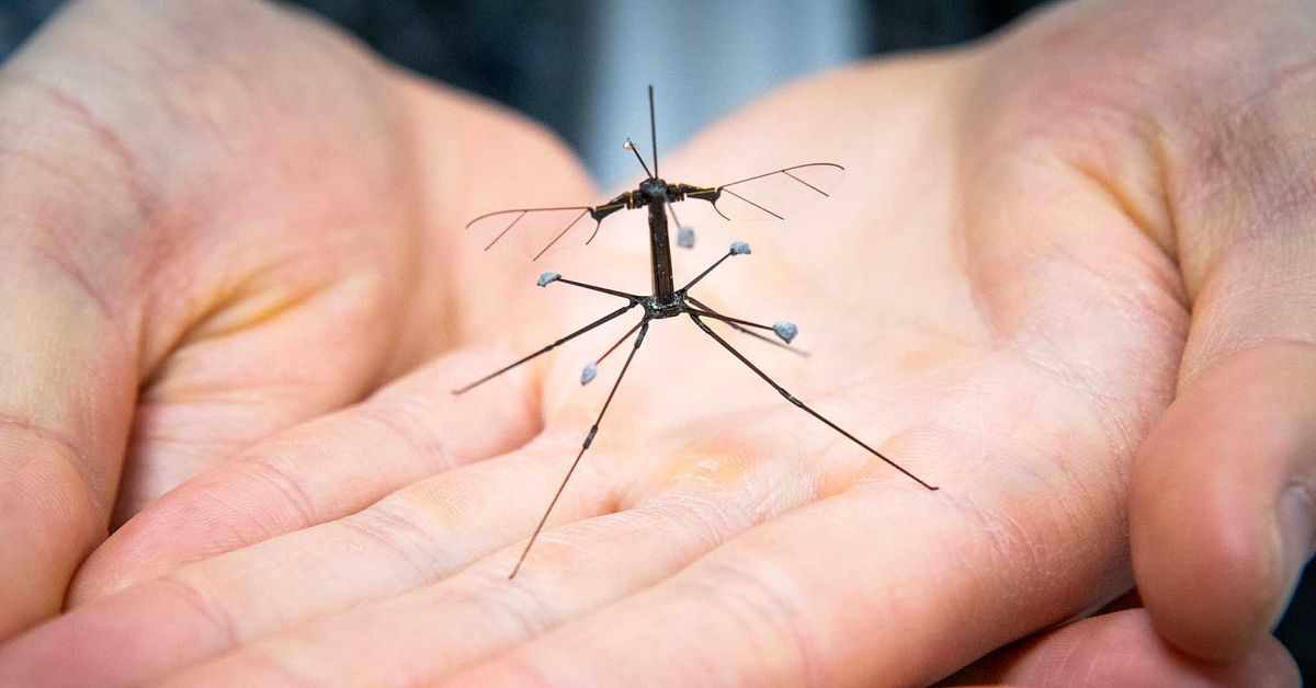 Robotbieten landar triumferande efter tio års utmaningar och krascher