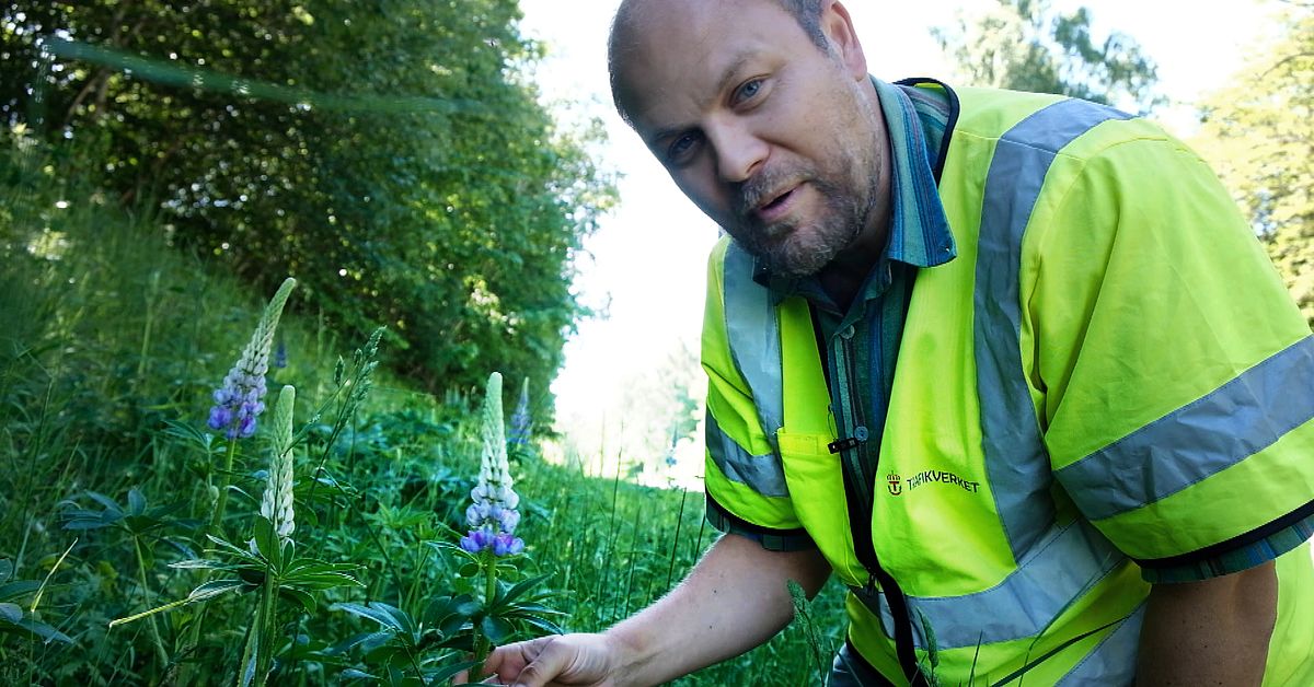 Nya krav mot invasiva arter – men Trafikverket fortsätter sprida frön ...