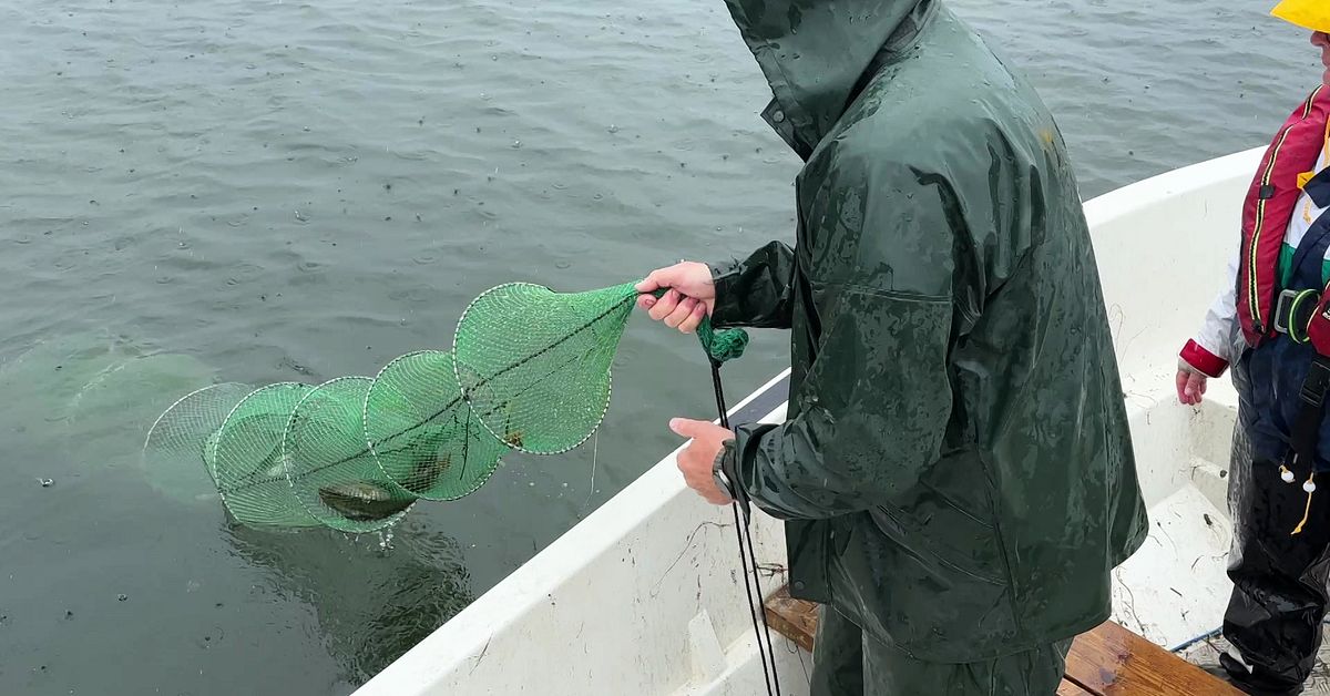 H&auml;r f&aring;ngas tusentals av den invasiva arten i &Ouml;stersj&ouml;n: &rdquo;K&auml;kar upp v&aring;ra fiskar&rdquo;