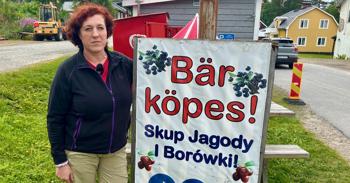 Hjortronbrist i norr – nu väntas rekordpriser