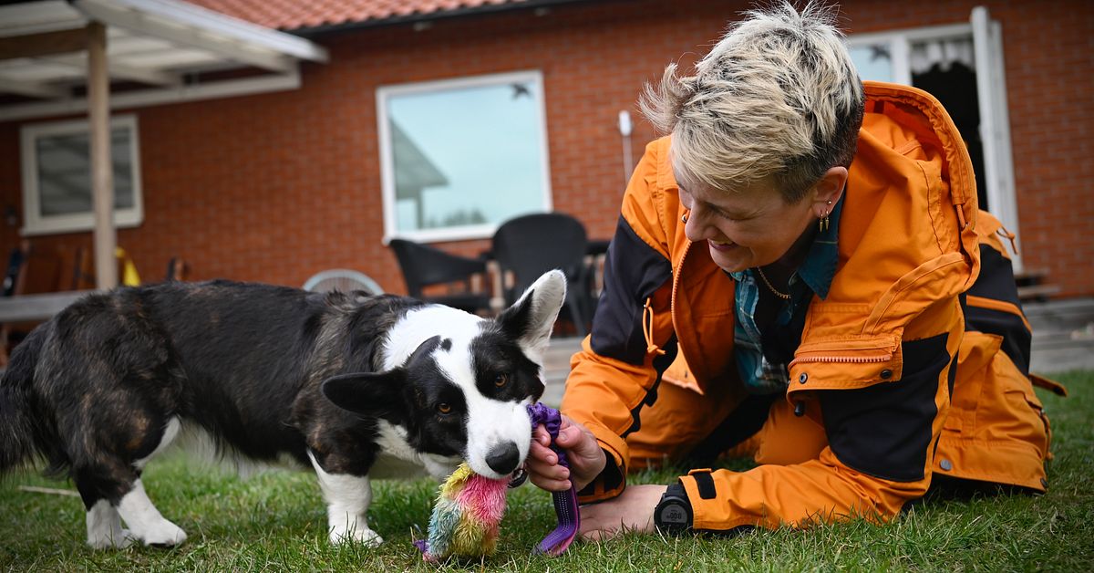 S&aring; leker du b&auml;st med din hund