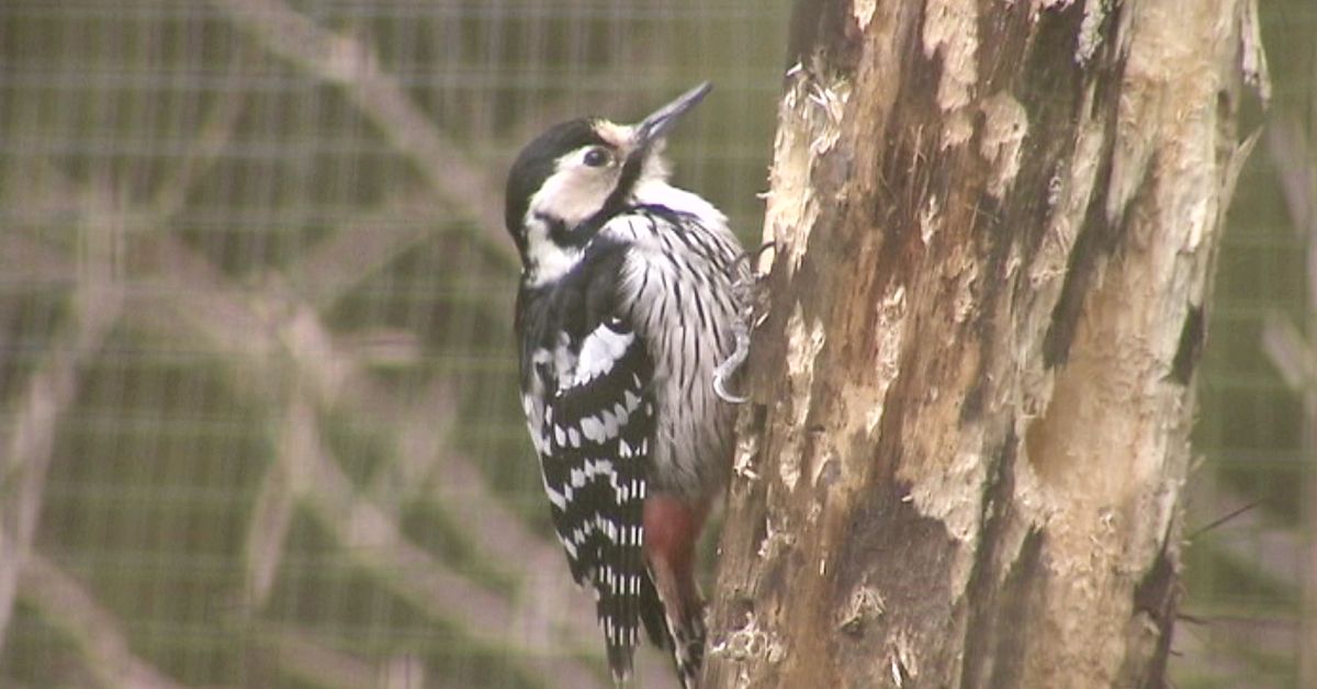 Ume&aring; kommun tar strid mot vitryggig hackspett &ndash; vill bygga p&aring; &ouml;n