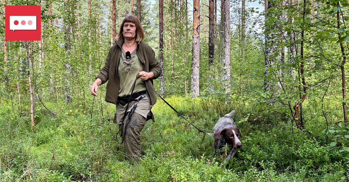 Inventering visar: Björnstammen i Sverige kan vara större än beräknat
