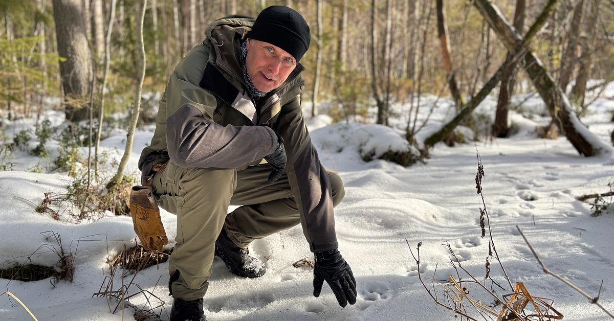 Licensjakt p&aring; lodjur: Naturskyddsf&ouml;reningen kritiserar beslutet