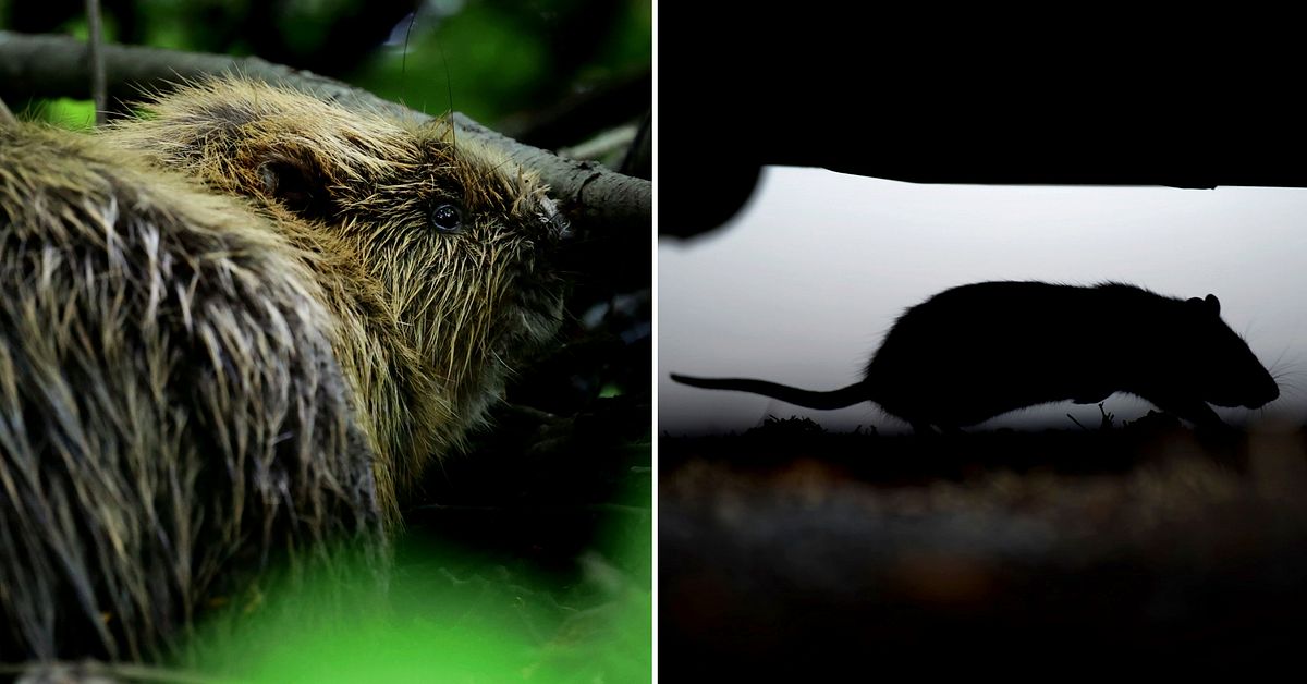 B&auml;ver oskyldig &ndash; r&aring;tta bakom str&ouml;mavbrott