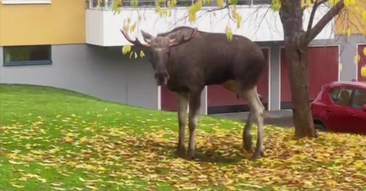 S&auml;kert h&ouml;sttecken &ndash; &auml;lgar dyker upp i bostadsomr&aring;den p&aring; Fr&ouml;s&ouml;n