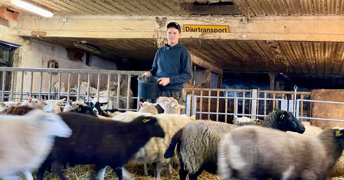 Axels lamm hittades styckat i havet – nu läggs polisutredningen ner