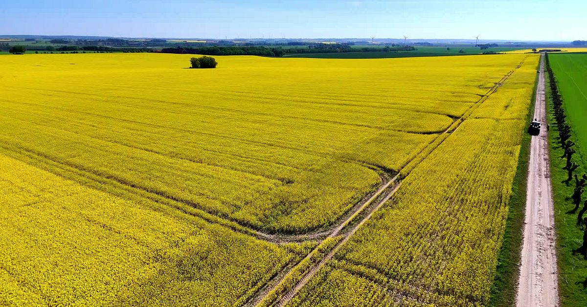 Raps i stora lass – se ett gyllene Skåne från ovan | SVT Nyheter