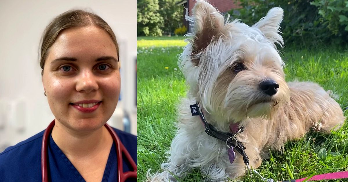 Höga temperaturer i Norrbotten – så skyddar du hunden