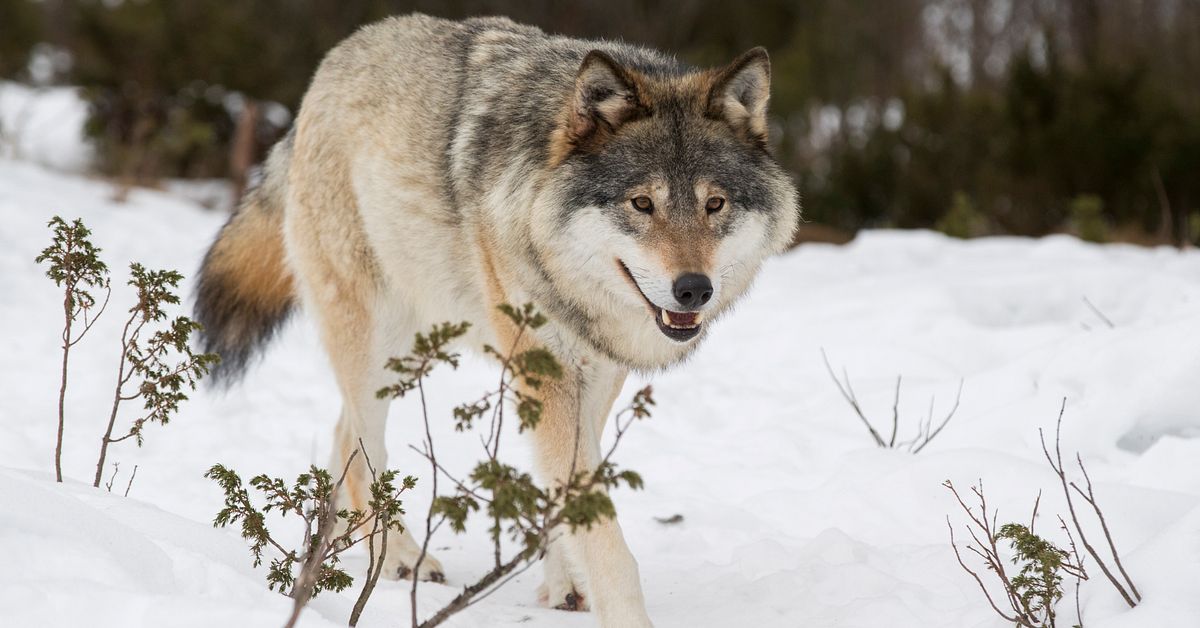 Varg i &ouml;stra V&auml;sterbotten &ndash; l&auml;nsstyrelsen &ouml;verv&auml;ger skyddsjakt