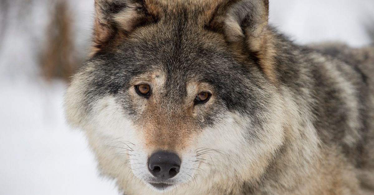 Efter angreppen – en varg ska skjutas i Östergötland